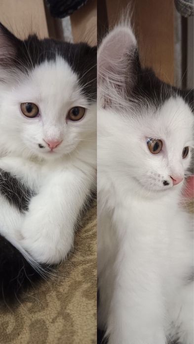 Котенок девочка в добрые руки
