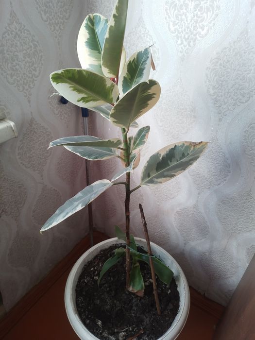 Продам цветы комнатнын