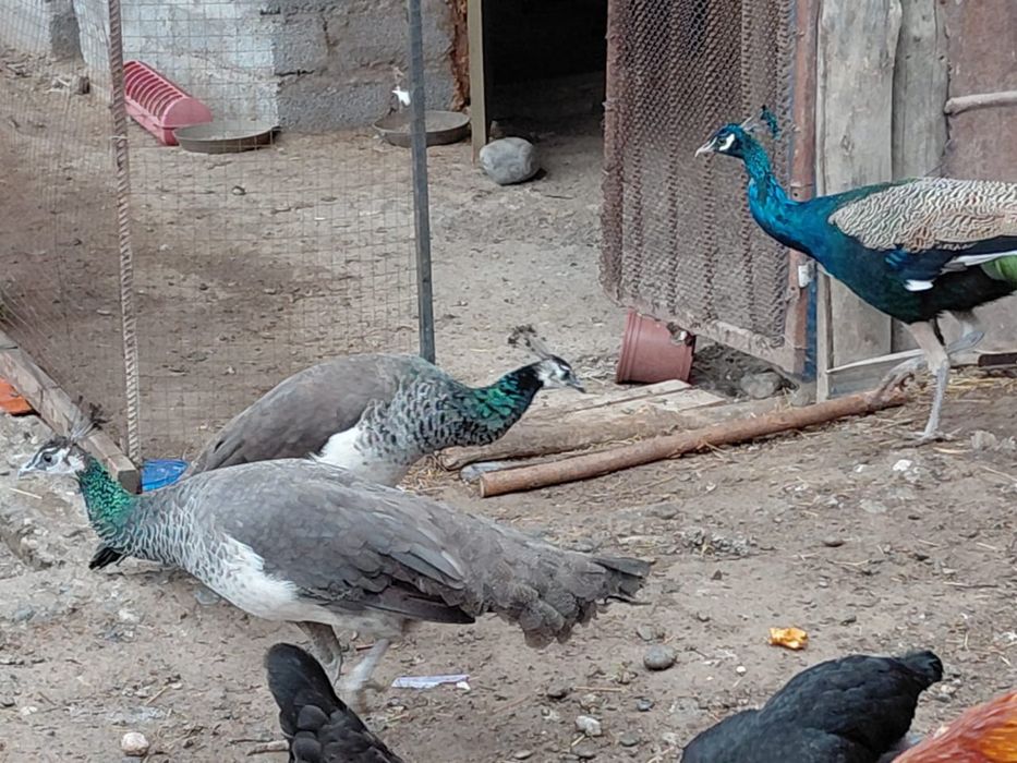 Продам павлинов — индийские арлекины (редкая расцветка)