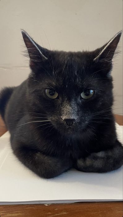 Donez motan/pisica transilvaneana rasa transylvanian cat