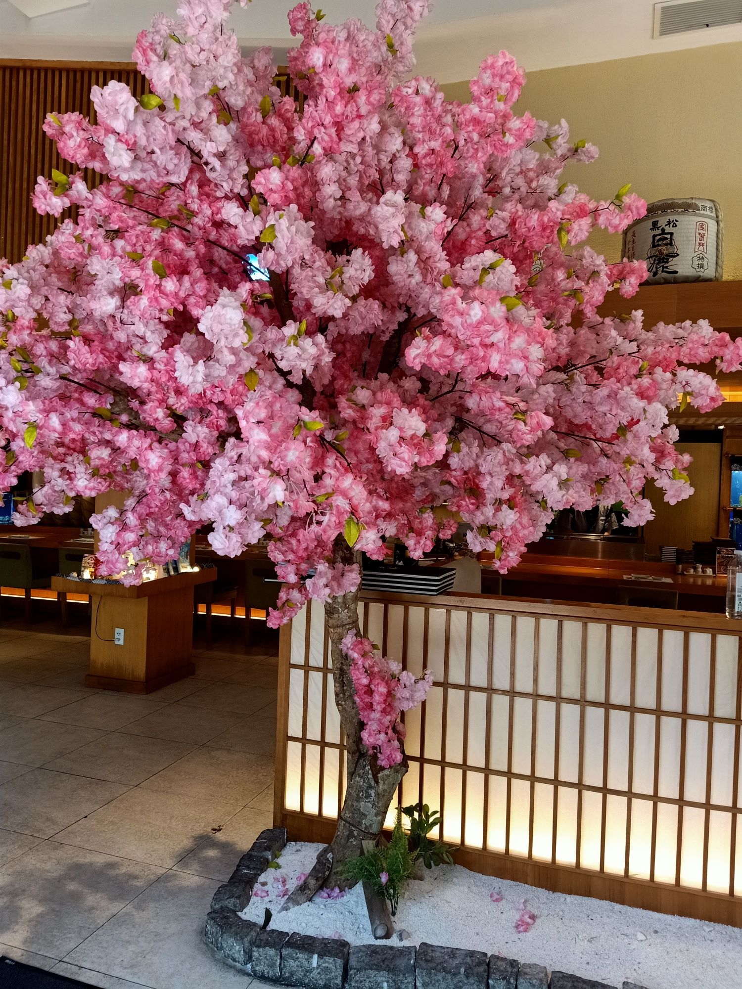 Японска вишна сакура черешово дърво декоративно