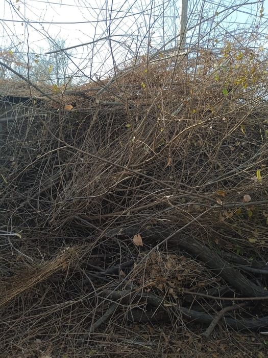 Отдам сухостой (ветки)