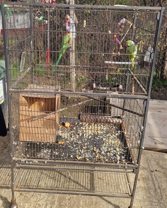 Papagali Micul Alexandru