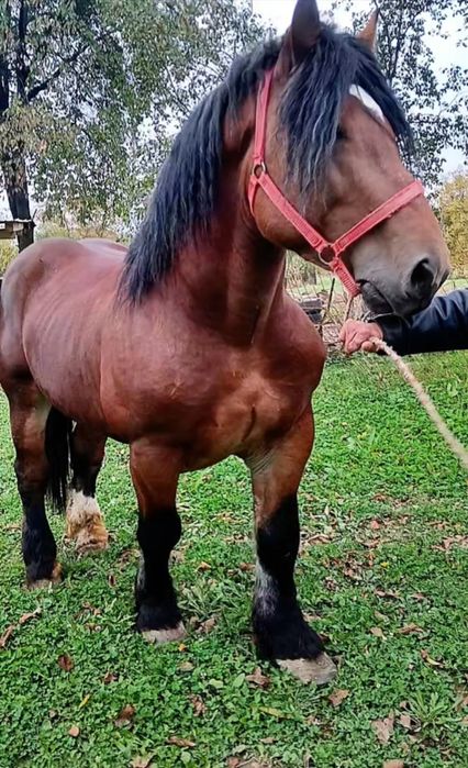 Mânz  de 3 ani greu