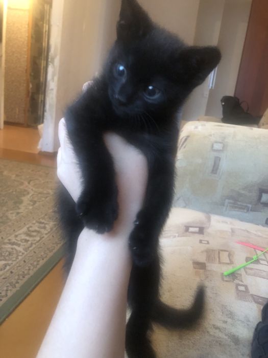 Отдам котенка в добрые руки