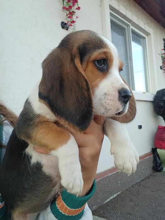 Vând pui de beagle