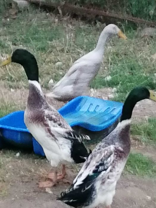 Ratoi indieni argintiu salbatic