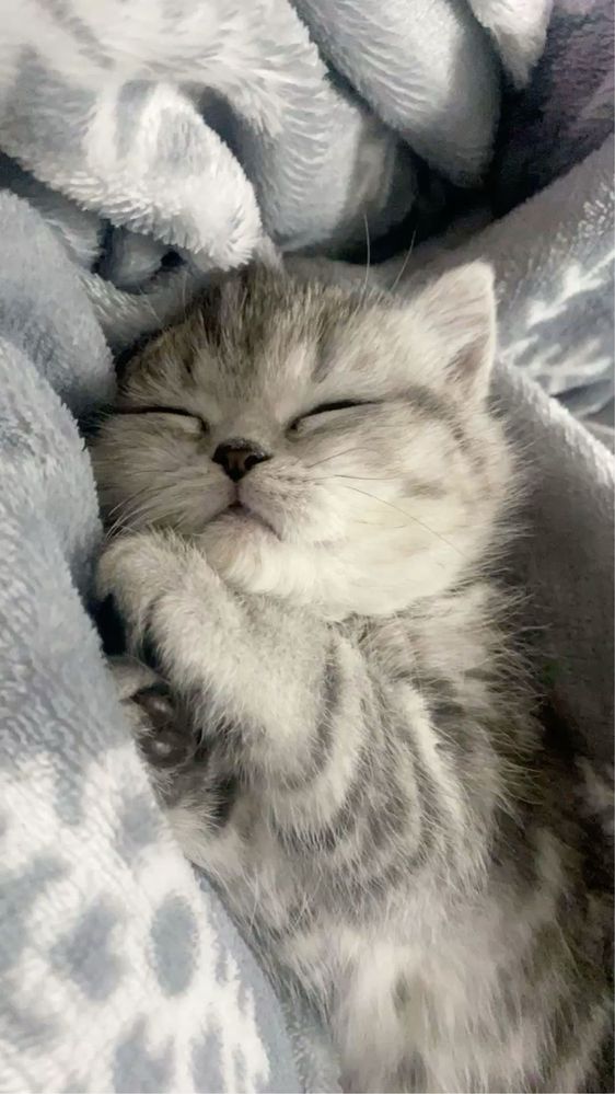 Милые кошечки девочки