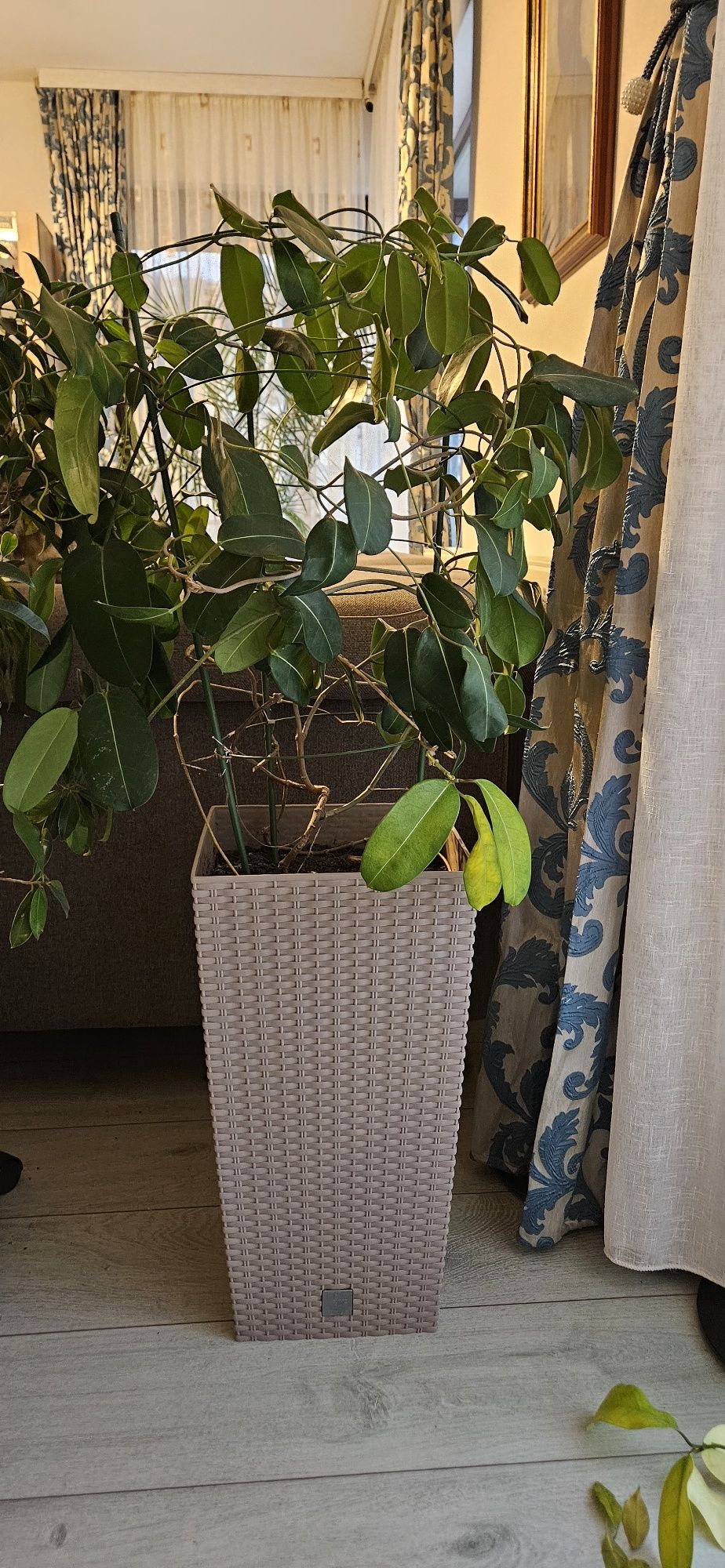 Plante ornamentale naturale