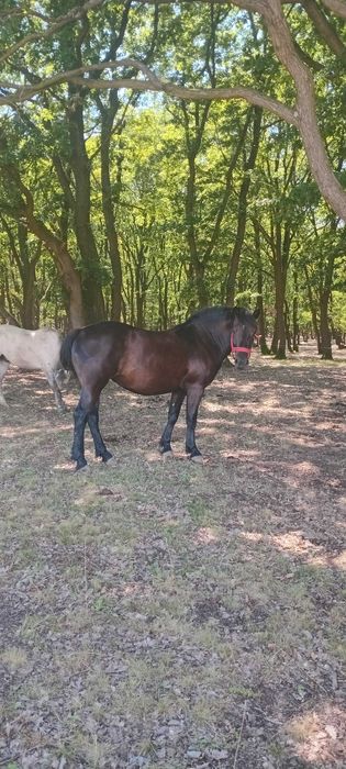 Vand manza de doi ani