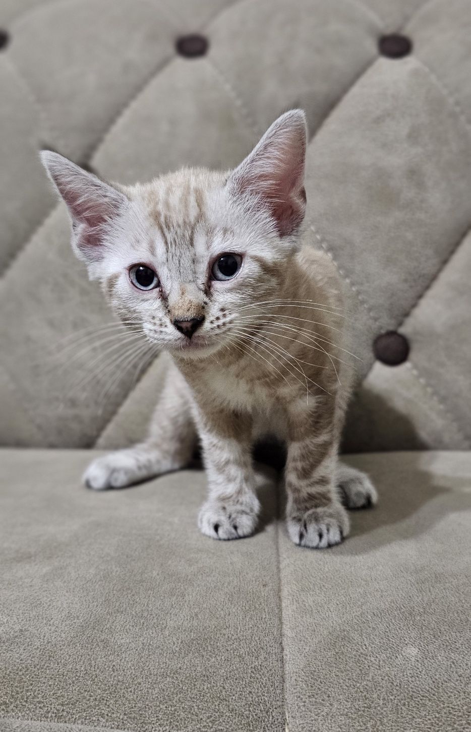 Бенгальские котята