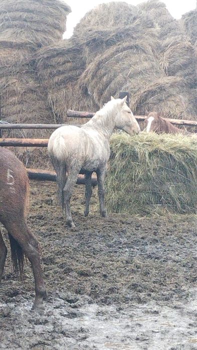 Продам лошадей с откорма