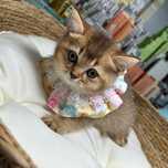 Fetiță British Shorthair cu pedigree