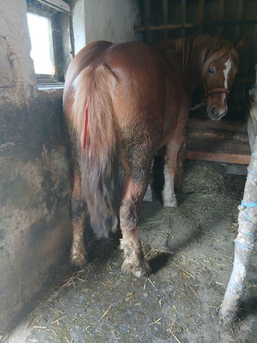 Vand manza de 1 an si 5 luni