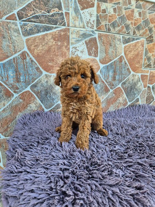 "Мини пуделчета"