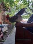 Gaini/ cocoși Brahma, Australorp, Marans