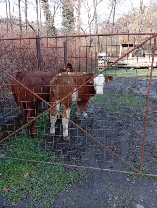 Vând vițel și vițea