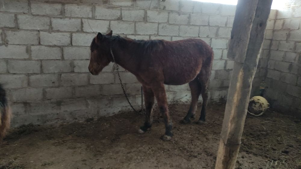 Продам лошадей хорошие