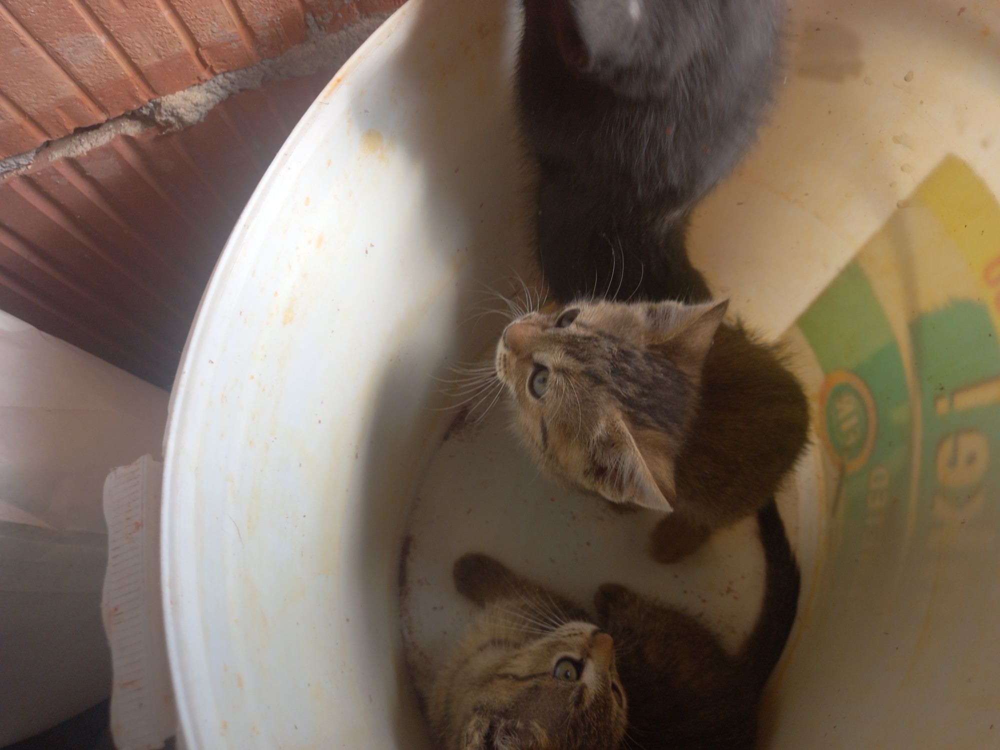 Spre adopție 4 pisicute
