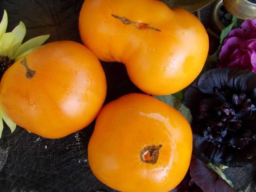 Seminte rosii portocalii MYASNOY ZAVTRAK