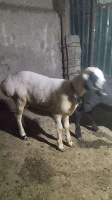 Когон кучкор бор