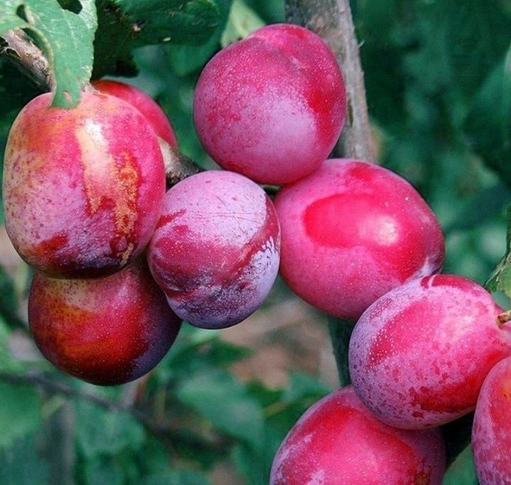 Prun Sangue di Drago