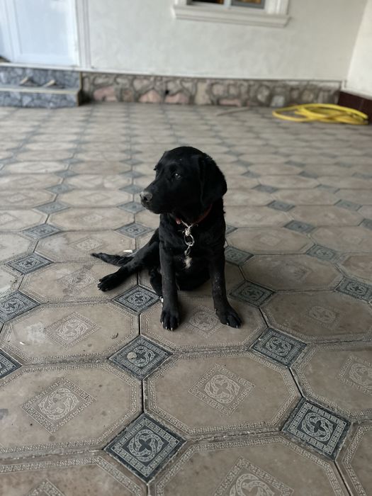 Лабрадор-ретривер чистокровный