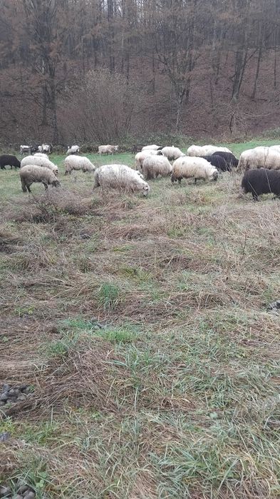 De vanzare 17 oi gestante numai mioare și strâmtoare mai multe detalii