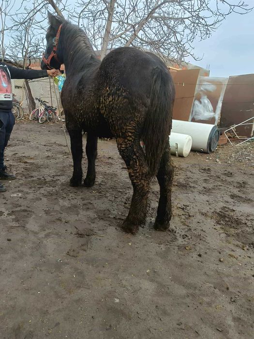 Vând manz de 11 luni sur negru