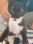 Dau spre adoptie Puiuti de ragdol