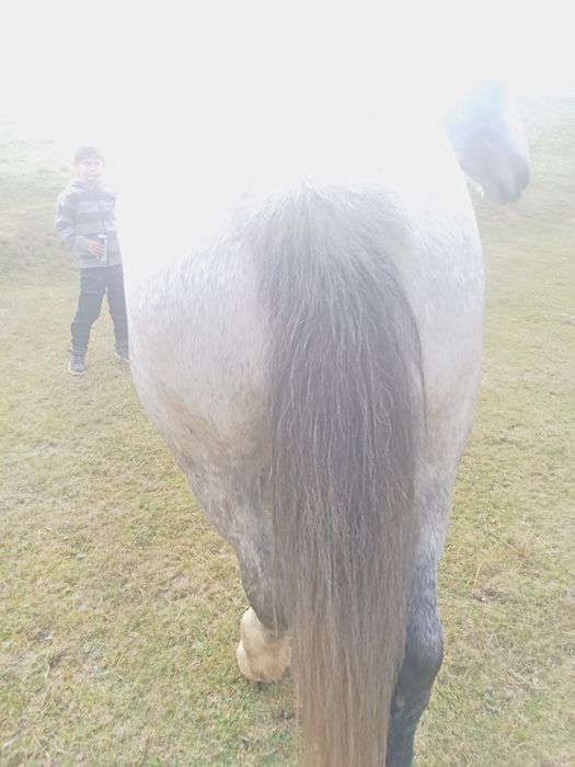 Vand mânz de 3 ani învățat la căruță și la lemn pe jos