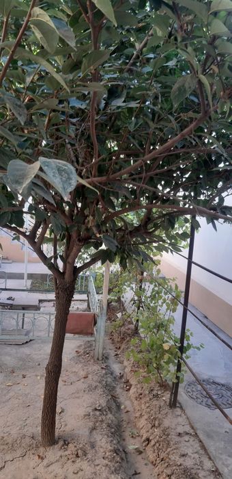 •Учаска сотилади Юнусобод тумани