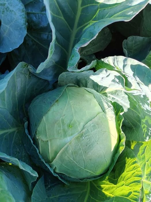 Varza românească pentru murat