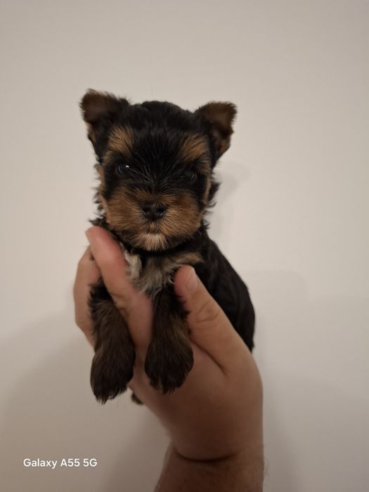Vand baietel Yorkshire terrier!
