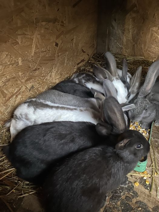 Disponibili iepurasi urias german&fluture german