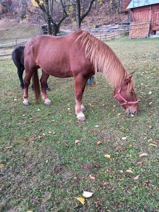 Vând iapă garantată