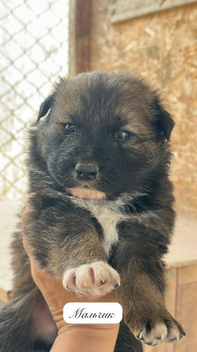 Классные щенки в добрые руки