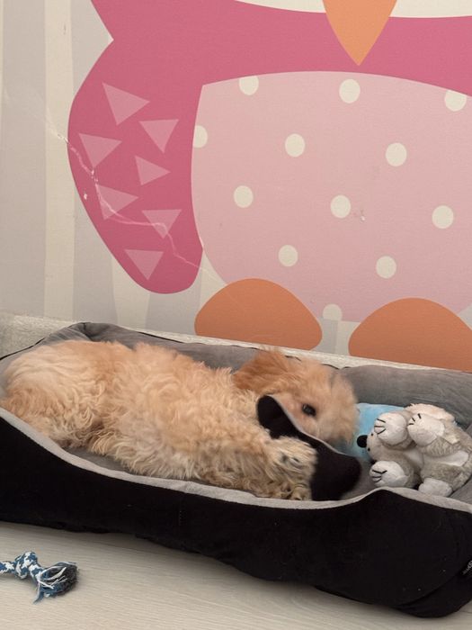 Щенок мальтипу Ф1, купили 1 месяц назад, в связи с пеездом продаем