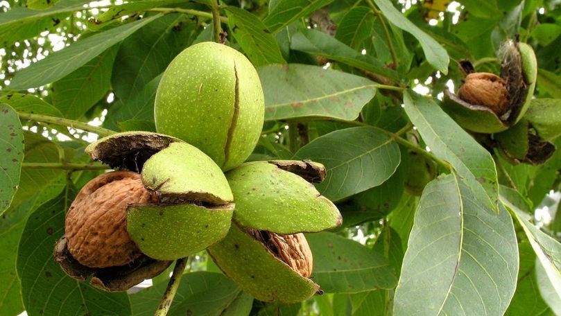 Puieți Nuc Altoiți Certificați Anul 3