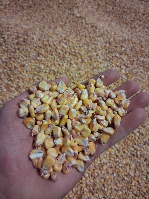 Vând porumb boabe