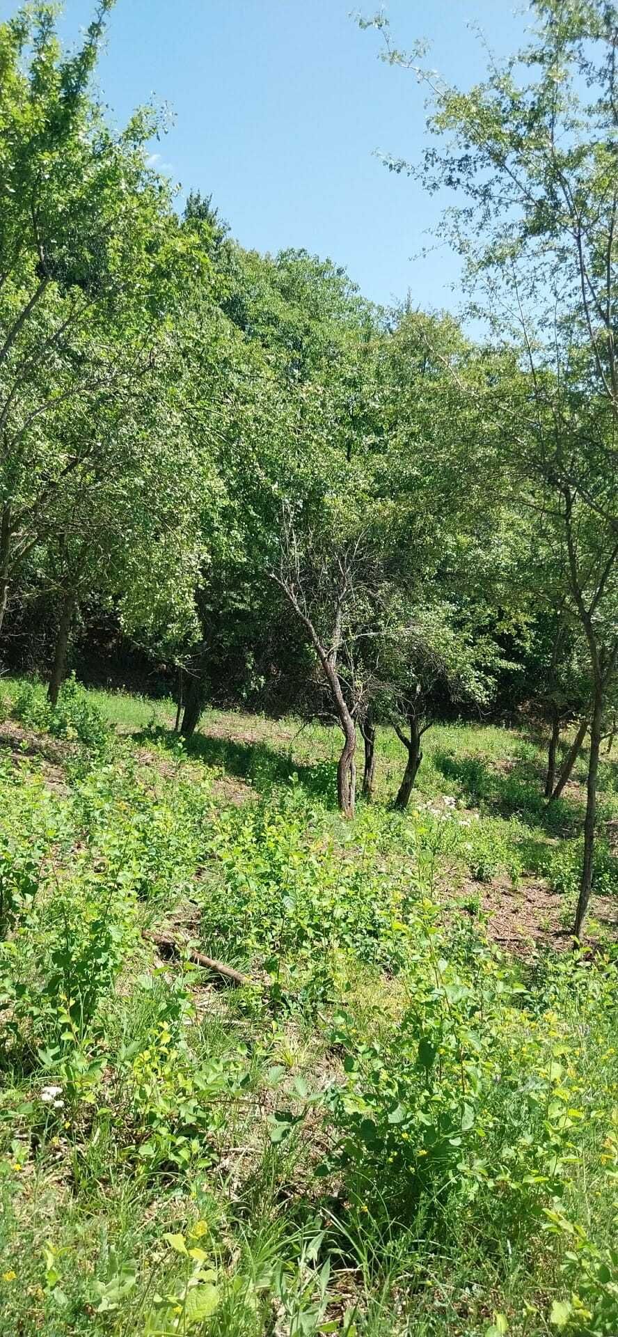 Teren de VIS Daesti altitudine600m Intravilan UTILITATI liniste Totala