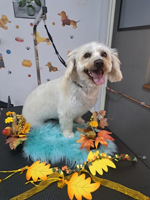 Frizerie coafura canina