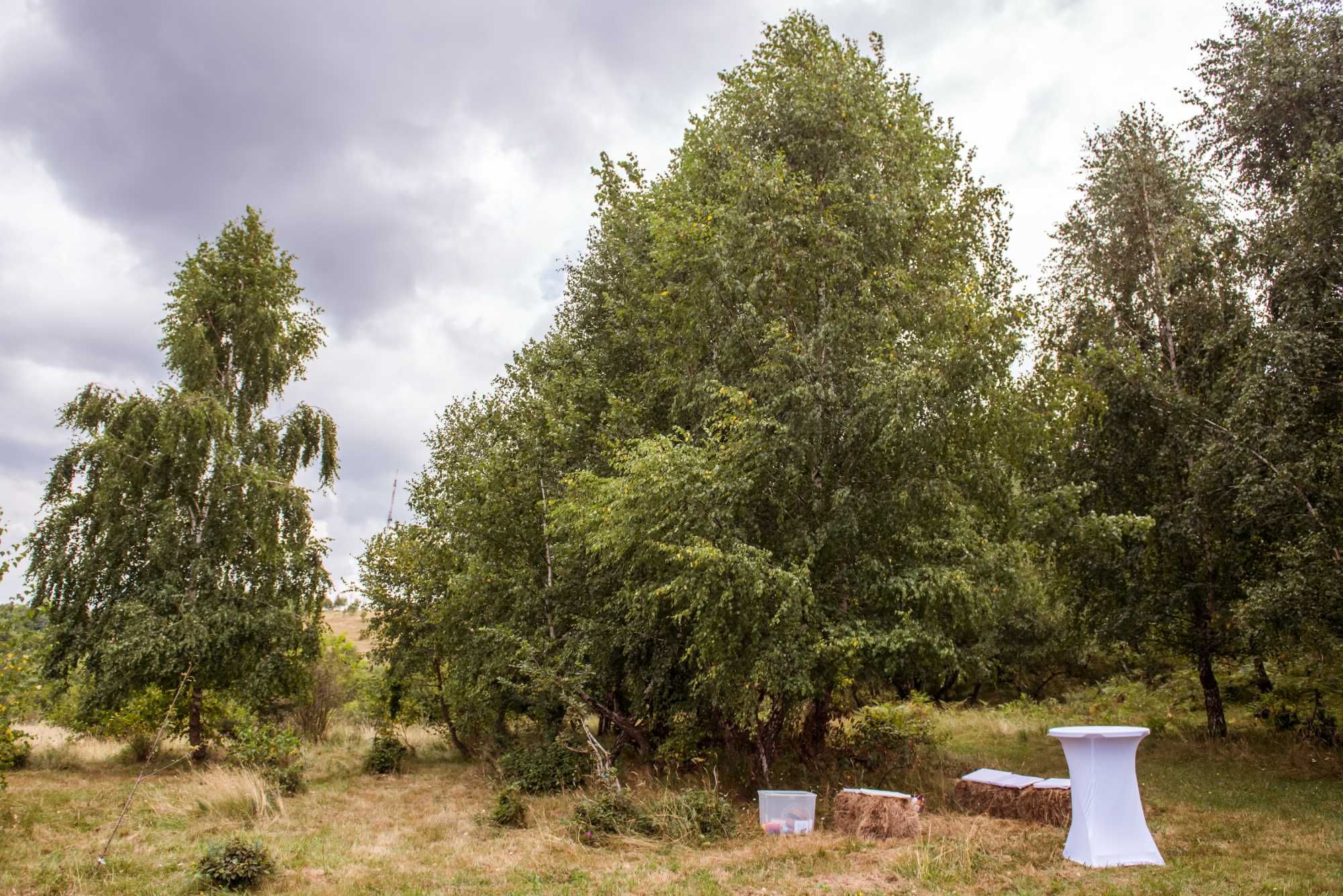 Spatiu in Natura pt evenimente aer liber tabere petreceri intalniri