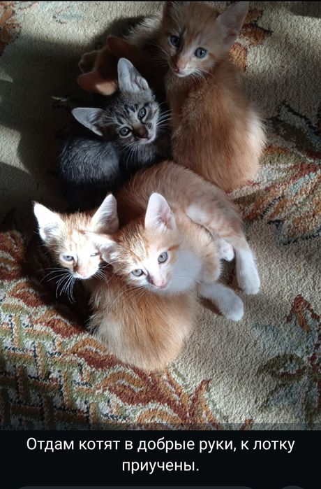 Отдам Котят, к лотку приучены