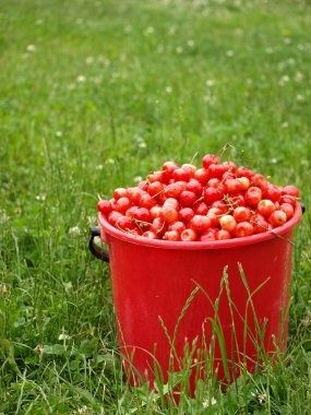 Продам Вишню местная орамотная сочная садовая