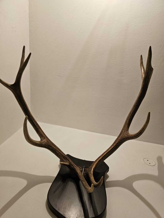 Coarne cerb trofeu panoplie