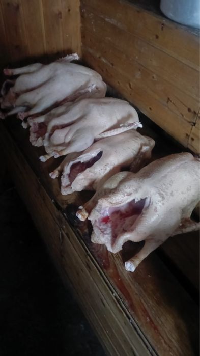 Продам мясо гусей можно оптом