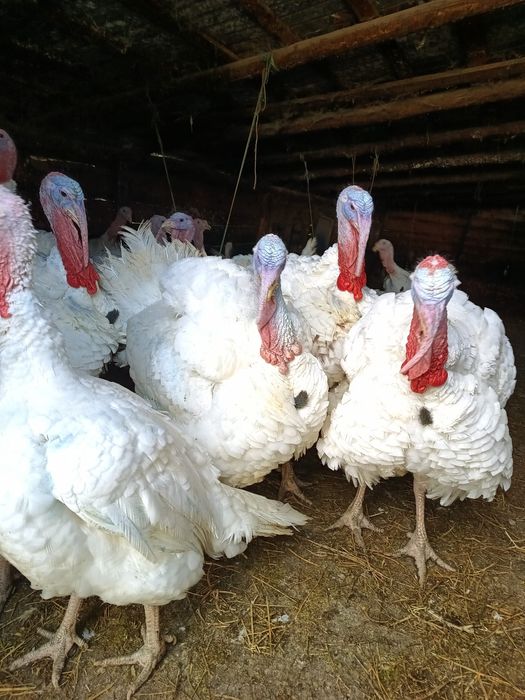 Vând curcani crescuți bio