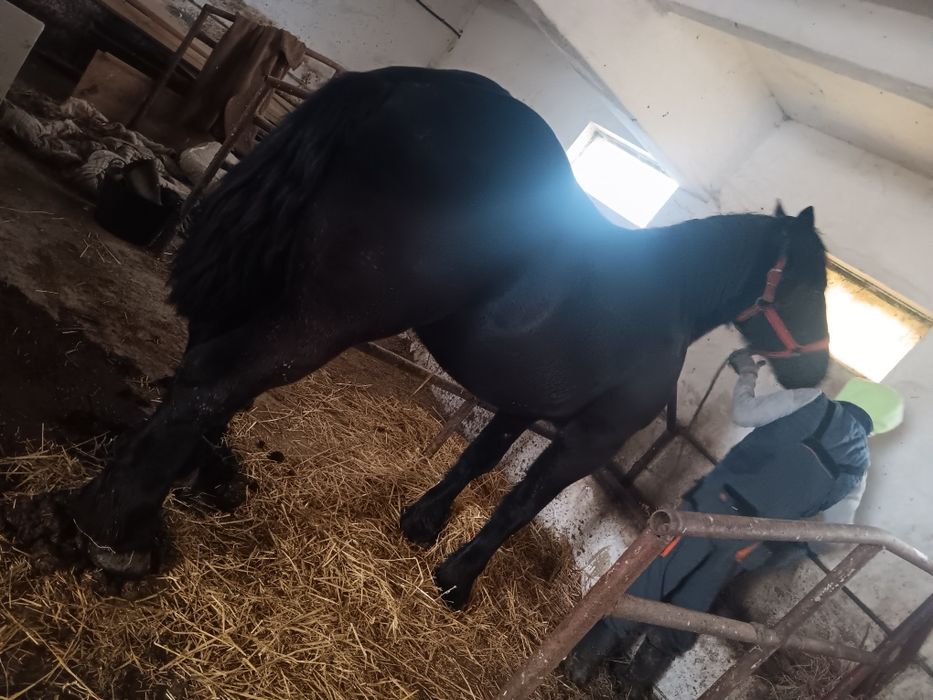 Vând iapa Percheron