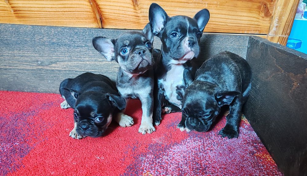 Френски   булдог